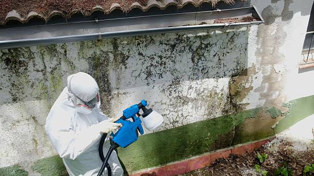 Top rated local Crawl Space Mold Remediation specialists in Marysville, MI